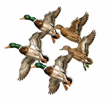 Flying mallards circular formation graphic tee design